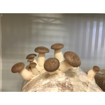 Mushroom Kit - King Oyster (Pleurotus Eryngii) - Difficulty medium only fruits in winter - FREE Shipping